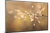 Maine, Harpswell. Bamboo Seeds Close-Up-Jaynes Gallery-Mounted Photographic Print