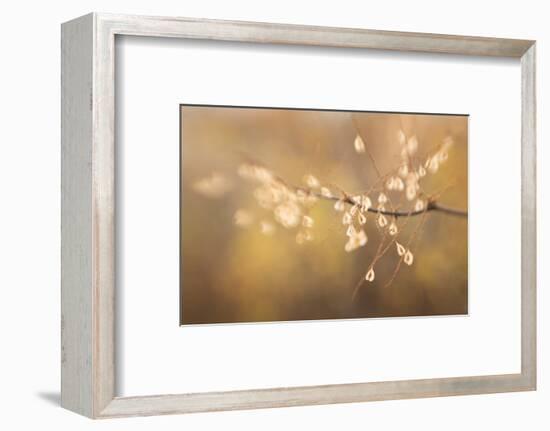 Maine, Harpswell. Bamboo Seeds Close-Up-Jaynes Gallery-Framed Photographic Print