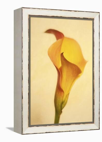 Maine, Harpswell. Calla Lily Close-Up-Jaynes Gallery-Framed Premier Image Canvas