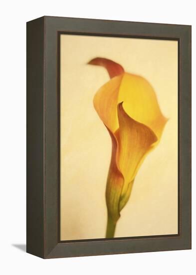 Maine, Harpswell. Calla Lily Close-Up-Jaynes Gallery-Framed Premier Image Canvas