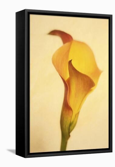 Maine, Harpswell. Calla Lily Close-Up-Jaynes Gallery-Framed Premier Image Canvas