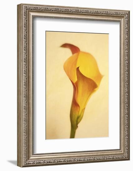 Maine, Harpswell. Calla Lily Close-Up-Jaynes Gallery-Framed Photographic Print