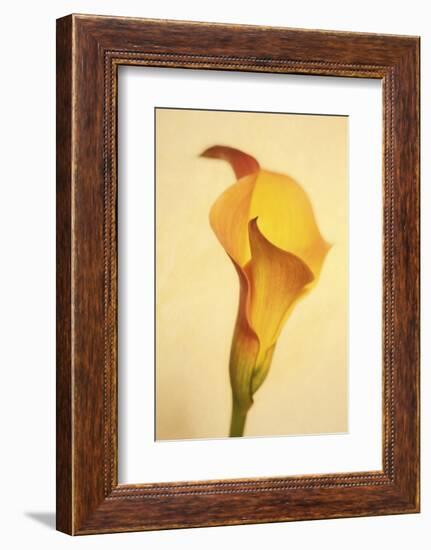 Maine, Harpswell. Calla Lily Close-Up-Jaynes Gallery-Framed Photographic Print