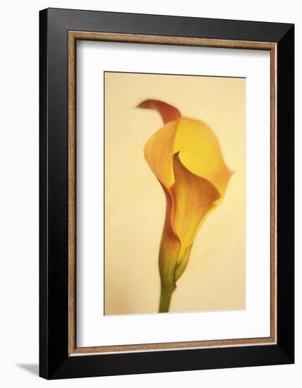 Maine, Harpswell. Calla Lily Close-Up-Jaynes Gallery-Framed Photographic Print