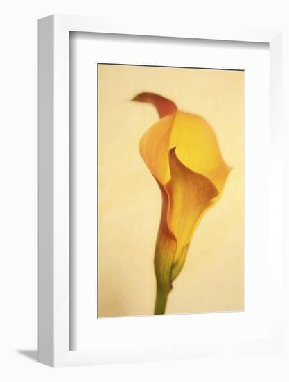 Maine, Harpswell. Calla Lily Close-Up-Jaynes Gallery-Framed Photographic Print