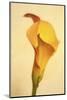 Maine, Harpswell. Calla Lily Close-Up-Jaynes Gallery-Mounted Photographic Print