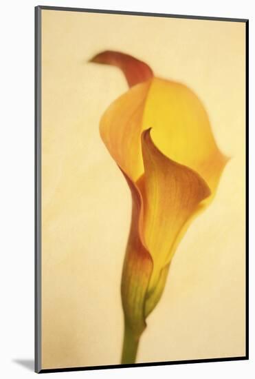 Maine, Harpswell. Calla Lily Close-Up-Jaynes Gallery-Mounted Photographic Print