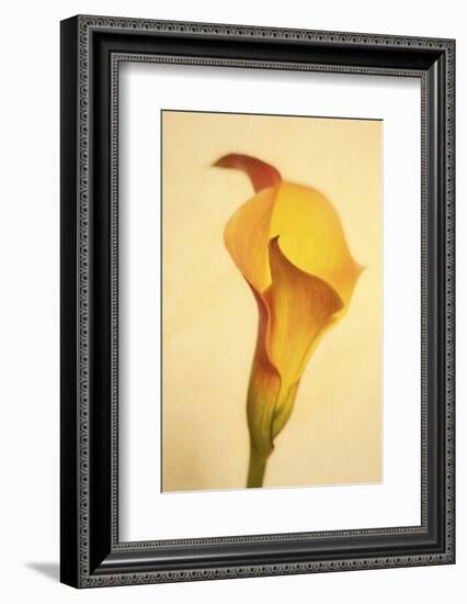 Maine, Harpswell. Calla Lily Close-Up-Jaynes Gallery-Framed Photographic Print