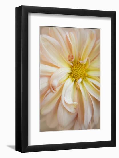 Maine, Harpswell. Dahlia Detail-Jaynes Gallery-Framed Photographic Print