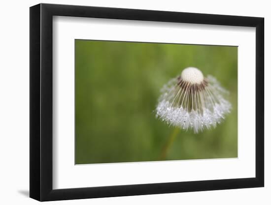 Maine, Harpswell. Dew on Dandelion-Jaynes Gallery-Framed Photographic Print