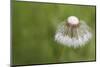 Maine, Harpswell. Dew on Dandelion-Jaynes Gallery-Mounted Photographic Print