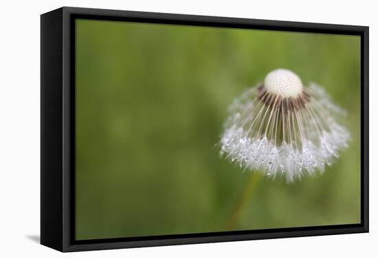 Maine, Harpswell. Dew on Dandelion-Jaynes Gallery-Framed Premier Image Canvas