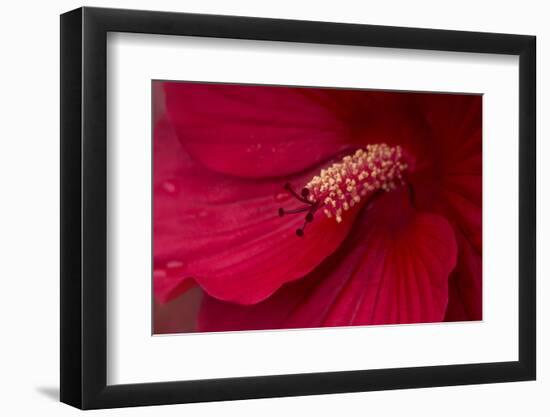 Maine, Harpswell. Hibiscus Detail-Jaynes Gallery-Framed Photographic Print