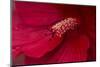 Maine, Harpswell. Hibiscus Detail-Jaynes Gallery-Mounted Photographic Print