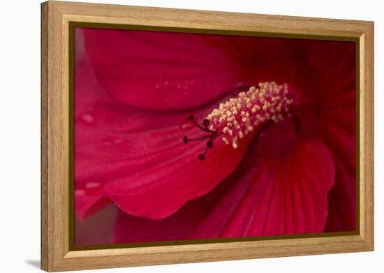 Maine, Harpswell. Hibiscus Detail-Jaynes Gallery-Framed Premier Image Canvas