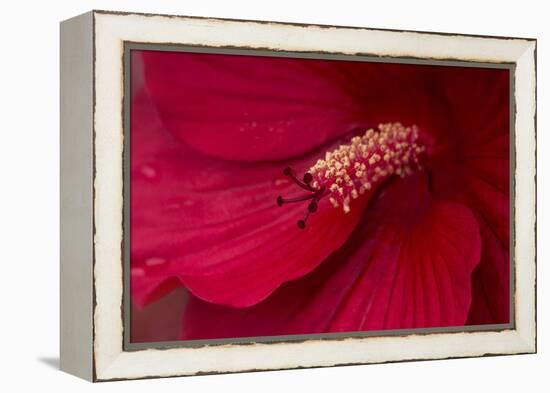 Maine, Harpswell. Hibiscus Detail-Jaynes Gallery-Framed Premier Image Canvas