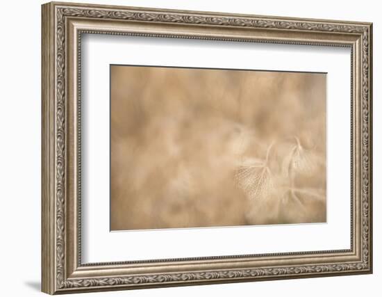 Maine, Harpswell. Hydrangea Abstract-Jaynes Gallery-Framed Photographic Print