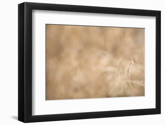 Maine, Harpswell. Hydrangea Abstract-Jaynes Gallery-Framed Photographic Print
