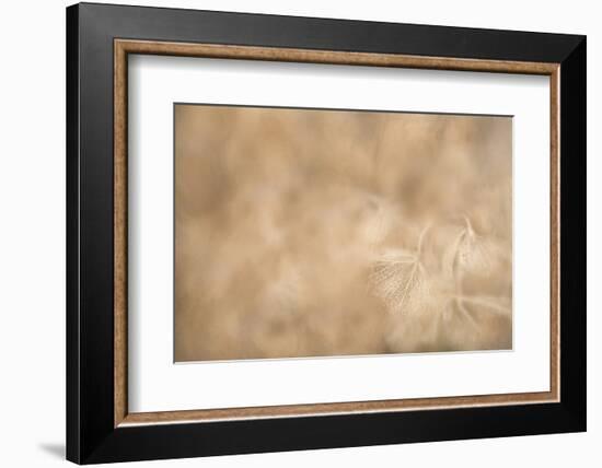 Maine, Harpswell. Hydrangea Abstract-Jaynes Gallery-Framed Photographic Print