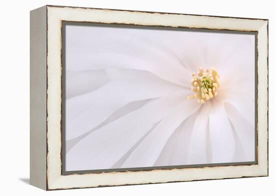 Maine, Harpswell. Light Pink Magnolia Detail-Jaynes Gallery-Framed Premier Image Canvas