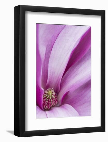 Maine, Harpswell. Magnolia Flower Interior-Jaynes Gallery-Framed Photographic Print