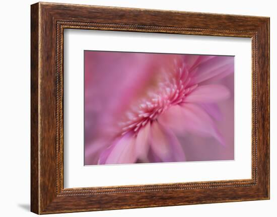 Maine, Harpswell. Pink Gerbera Daisy Abstract-Jaynes Gallery-Framed Photographic Print