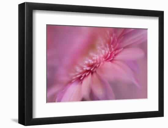 Maine, Harpswell. Pink Gerbera Daisy Abstract-Jaynes Gallery-Framed Photographic Print