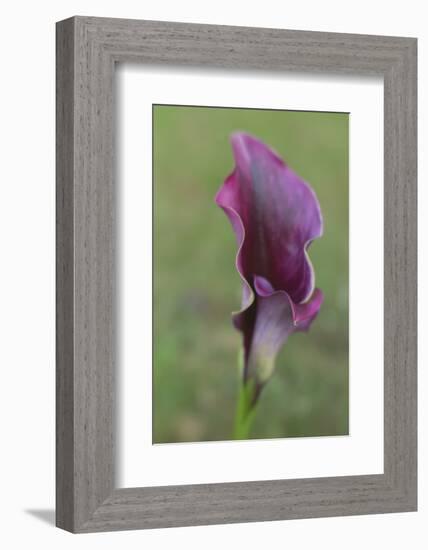 Maine, Harpswell. Purple Calla Lily Close-Up-Jaynes Gallery-Framed Photographic Print