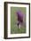 Maine, Harpswell. Purple Calla Lily Close-Up-Jaynes Gallery-Framed Photographic Print