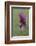 Maine, Harpswell. Purple Calla Lily Close-Up-Jaynes Gallery-Framed Photographic Print