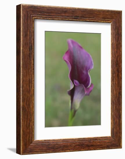 Maine, Harpswell. Purple Calla Lily Close-Up-Jaynes Gallery-Framed Photographic Print