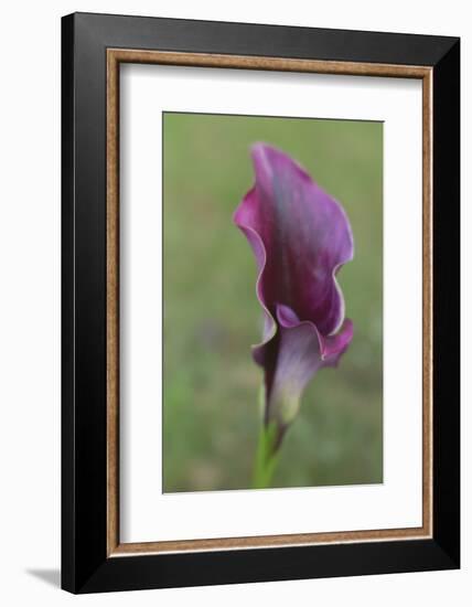 Maine, Harpswell. Purple Calla Lily Close-Up-Jaynes Gallery-Framed Photographic Print