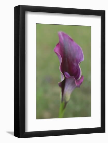 Maine, Harpswell. Purple Calla Lily Close-Up-Jaynes Gallery-Framed Photographic Print