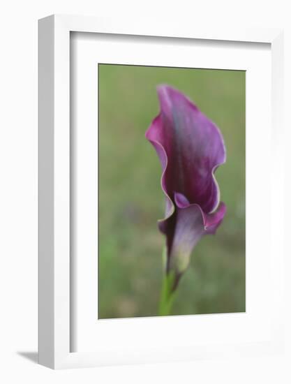 Maine, Harpswell. Purple Calla Lily Close-Up-Jaynes Gallery-Framed Photographic Print