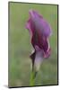 Maine, Harpswell. Purple Calla Lily Close-Up-Jaynes Gallery-Mounted Photographic Print