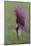 Maine, Harpswell. Purple Calla Lily Close-Up-Jaynes Gallery-Mounted Photographic Print