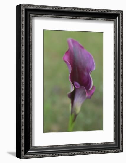 Maine, Harpswell. Purple Calla Lily Close-Up-Jaynes Gallery-Framed Photographic Print