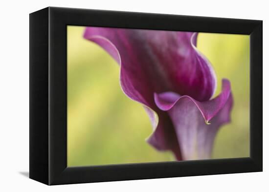 Maine, Harpswell. Purple Calla Lily Close-Up-Jaynes Gallery-Framed Premier Image Canvas