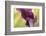 Maine, Harpswell. Purple Calla Lily Close-Up-Jaynes Gallery-Framed Photographic Print