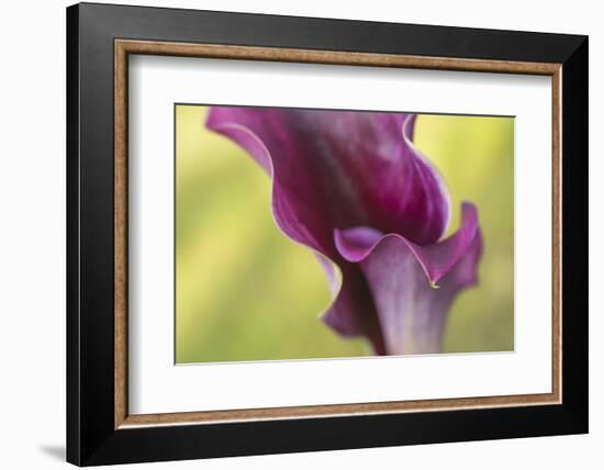 Maine, Harpswell. Purple Calla Lily Close-Up-Jaynes Gallery-Framed Photographic Print