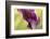 Maine, Harpswell. Purple Calla Lily Close-Up-Jaynes Gallery-Framed Photographic Print