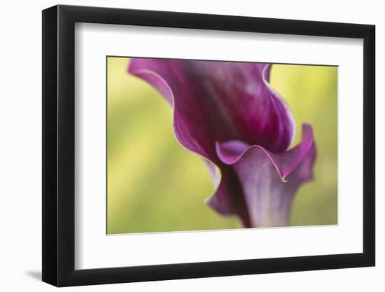 Maine, Harpswell. Purple Calla Lily Close-Up-Jaynes Gallery-Framed Photographic Print