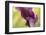 Maine, Harpswell. Purple Calla Lily Close-Up-Jaynes Gallery-Framed Photographic Print