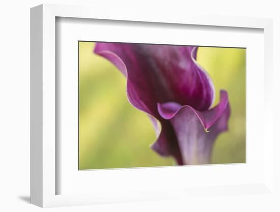 Maine, Harpswell. Purple Calla Lily Close-Up-Jaynes Gallery-Framed Photographic Print