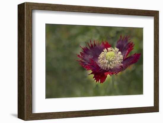 Maine, Harpswell. Red Poppy-Jaynes Gallery-Framed Photographic Print