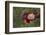 Maine, Harpswell. Red Poppy-Jaynes Gallery-Framed Photographic Print