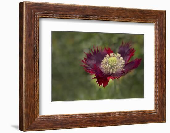 Maine, Harpswell. Red Poppy-Jaynes Gallery-Framed Photographic Print