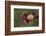 Maine, Harpswell. Red Poppy-Jaynes Gallery-Framed Photographic Print