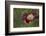 Maine, Harpswell. Red Poppy-Jaynes Gallery-Framed Photographic Print