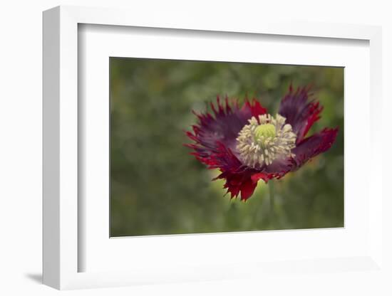 Maine, Harpswell. Red Poppy-Jaynes Gallery-Framed Photographic Print